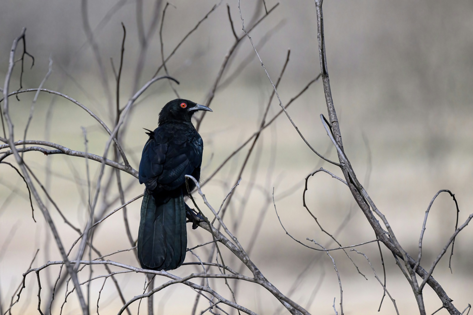 A white-winged chough